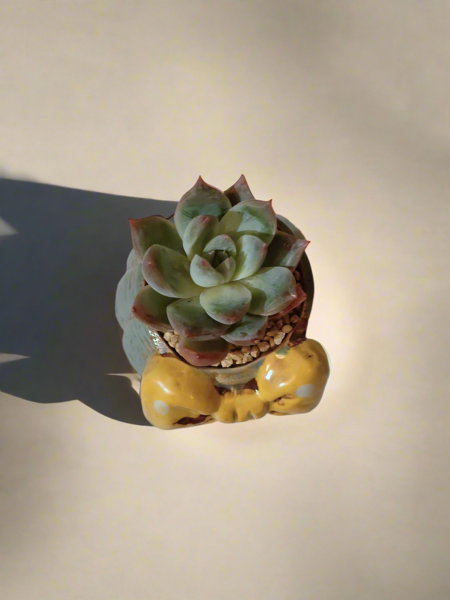 Succulent Ceramic Round Bow Blue – Echeveria 'Blue Bird' - SlowBloomGreens