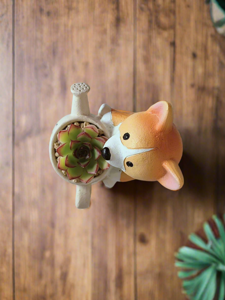 Succulent Charming Corgi - Echeveria Pulidonis - SlowBloomGreens