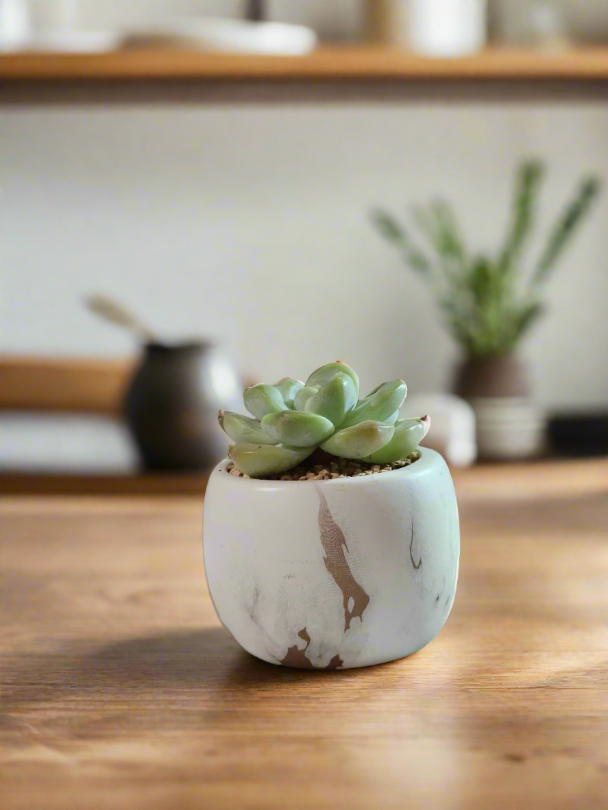 Succulent Mini Round Gold Pot – Echeveria Ice Green - SlowBloomGreens
