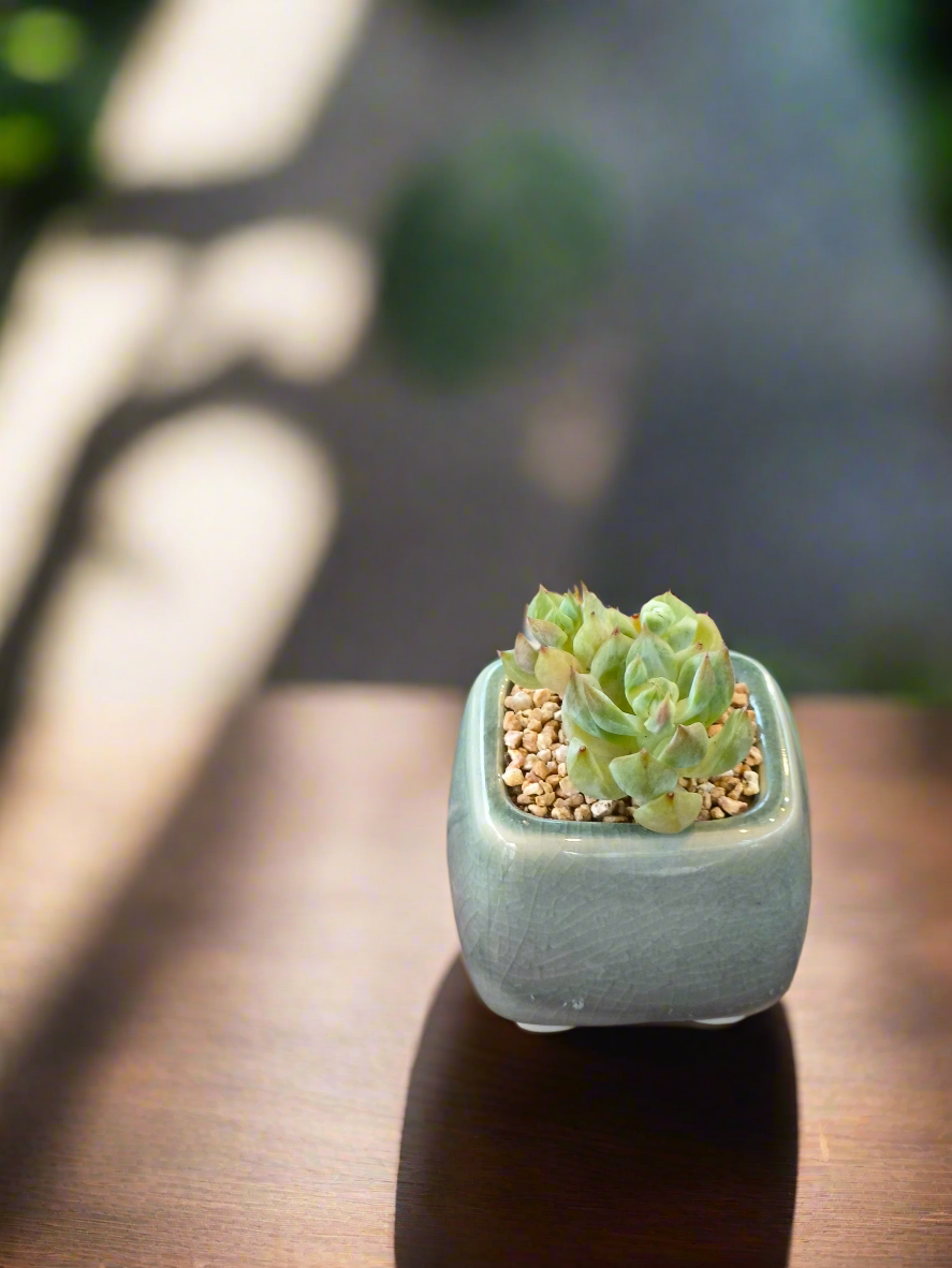 Succulent Serene Square Mini Planter – Sedum Clavatum