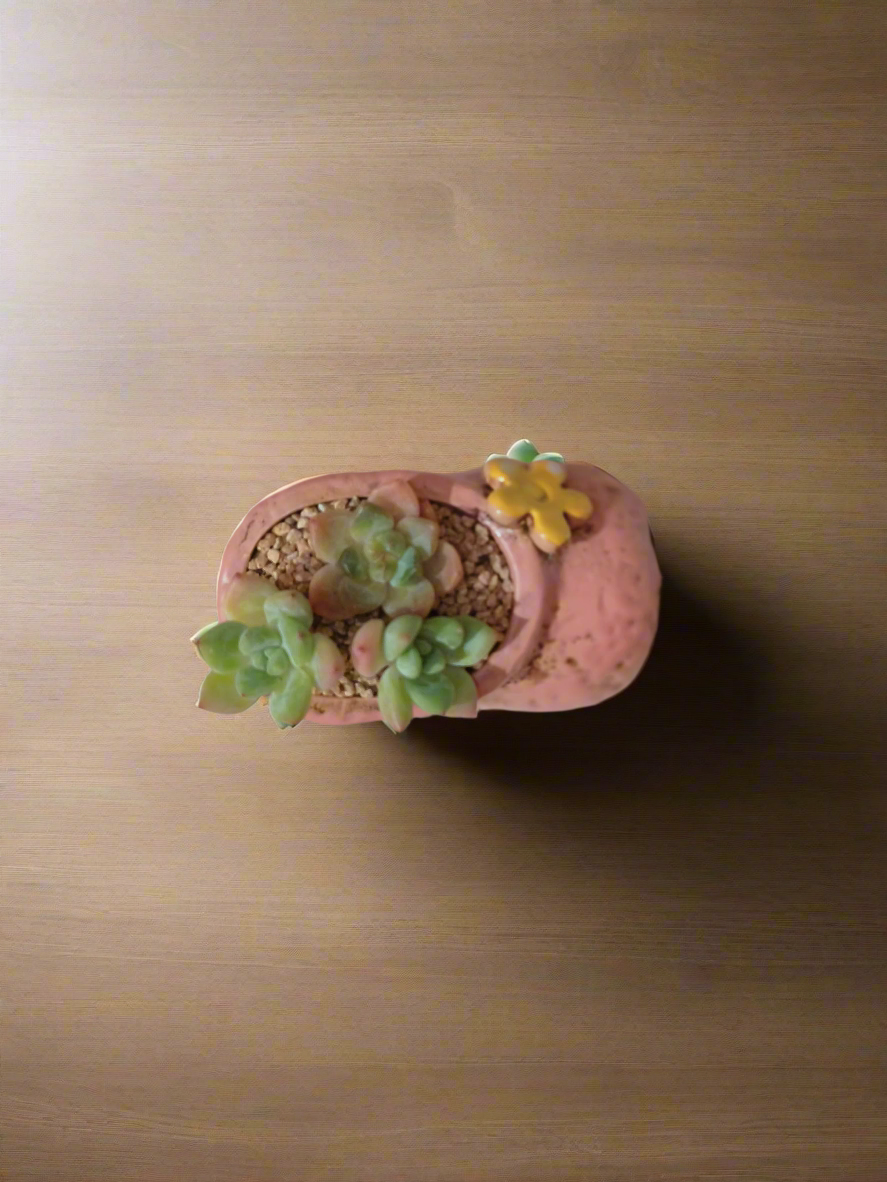 Succulent Mary Jane Charm Pastel Pink – Pachyphytum Cream Beauty - SlowBloomGreens