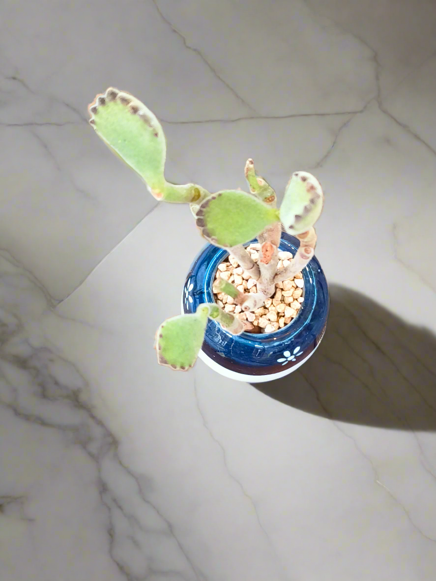 Top view Succulent Tiny Sakura Blue Planter – Cotyledon tomentosa ‘Bear’s Paw’