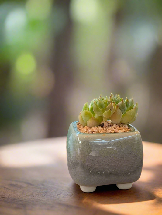 Succulent Serene Square Mini Planter – Sedum Clavatum