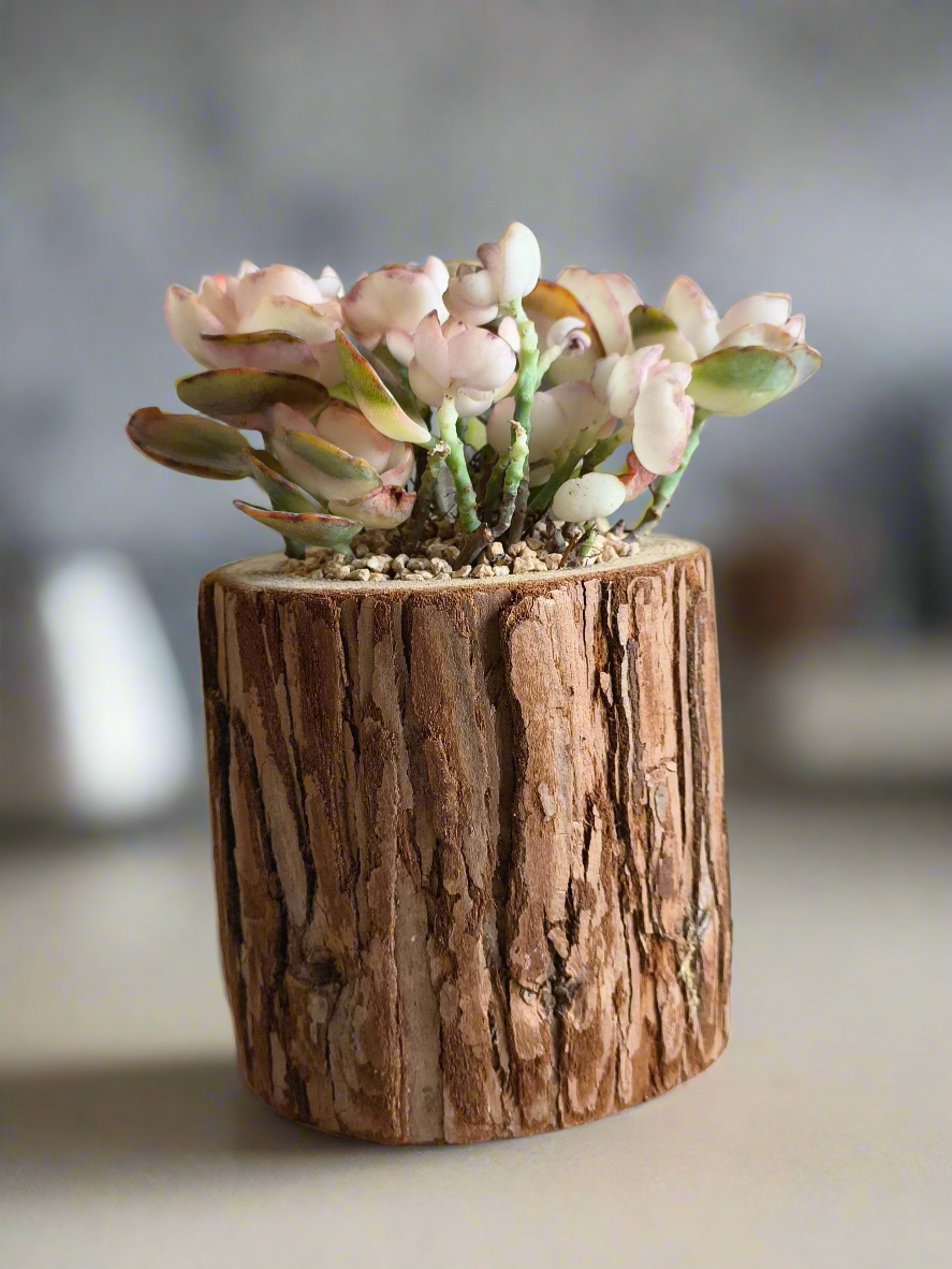 Succulent Natural Wood Log Pot - Kalanchoe Marnieriana - SlowBloomGreens