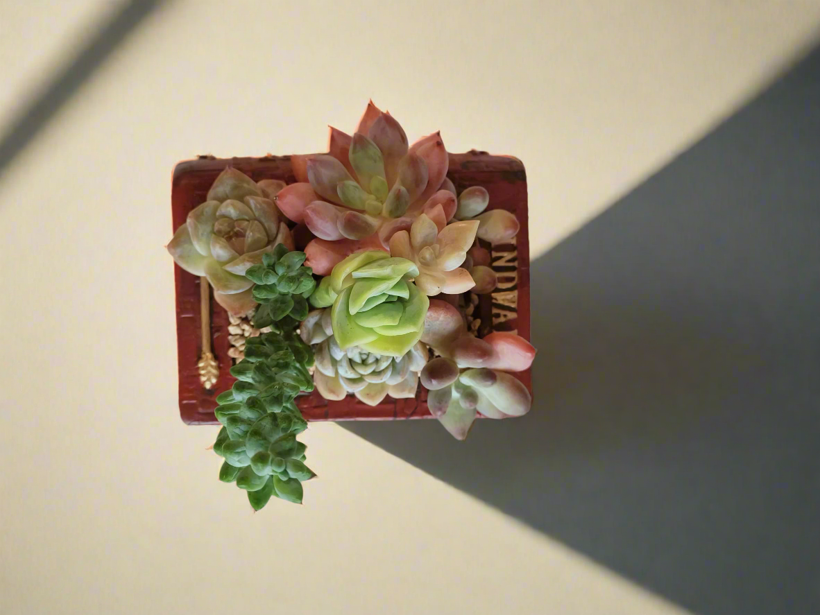 Succulent Book Nook – Assorted Succulents - SlowBloomGreens