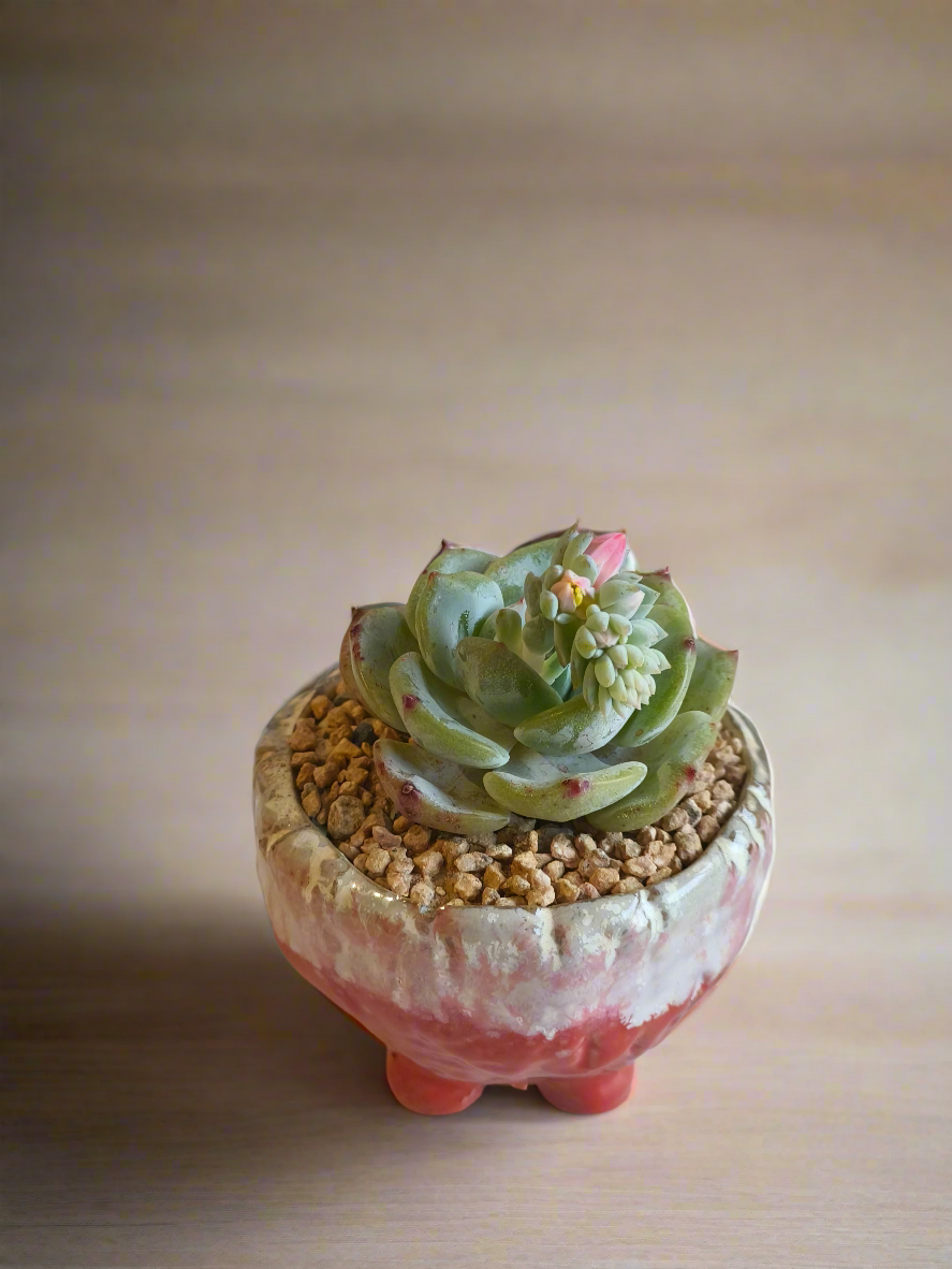 Succulent Red Ombre Rustic Pot – Echeveria 'Mont Blanc' (Going to bloom😍) - SlowBloomGreens
