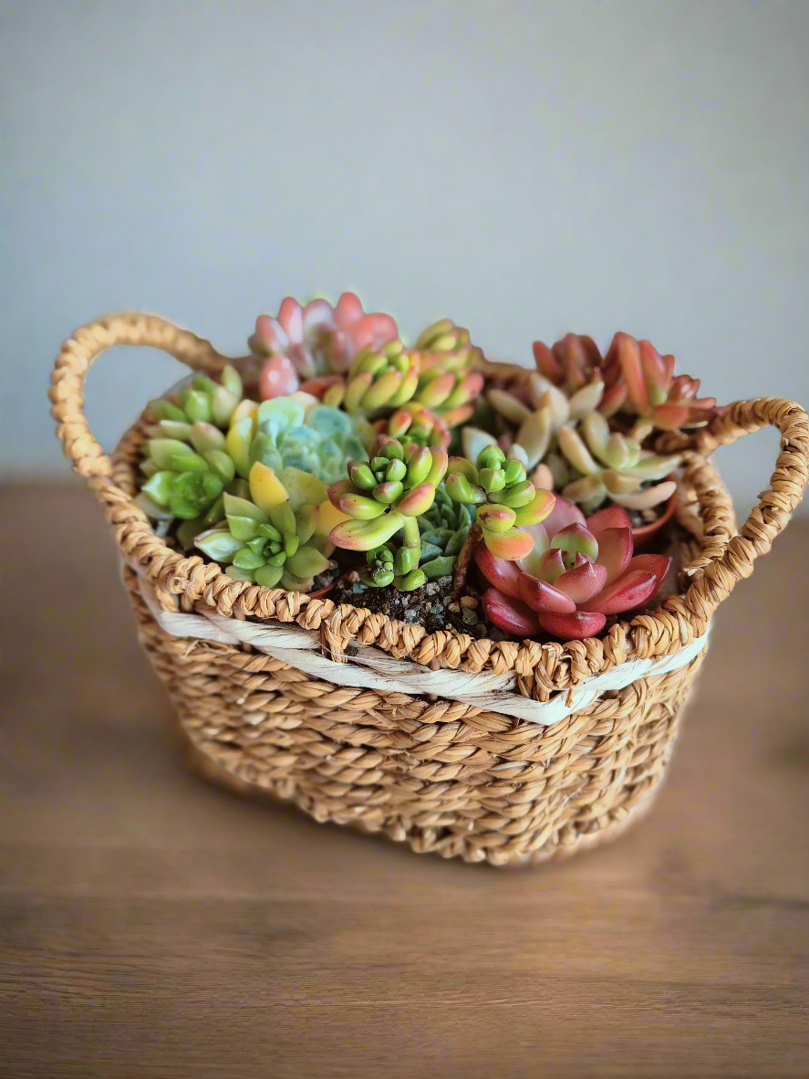 Succulent Basket Bliss ( Customised) - SlowBloomGreens