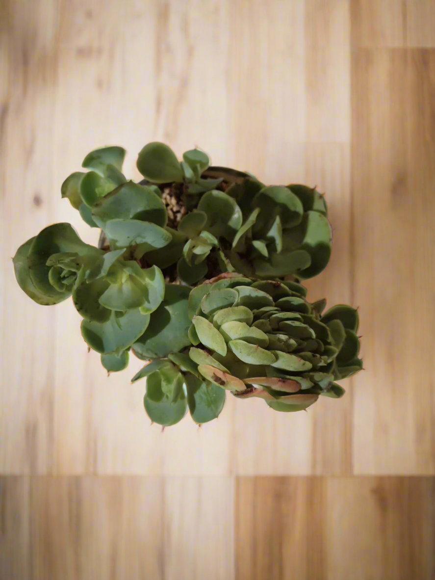 Succulent Rustica Pot- Echeveria Peach Pride - SlowBloomGreens