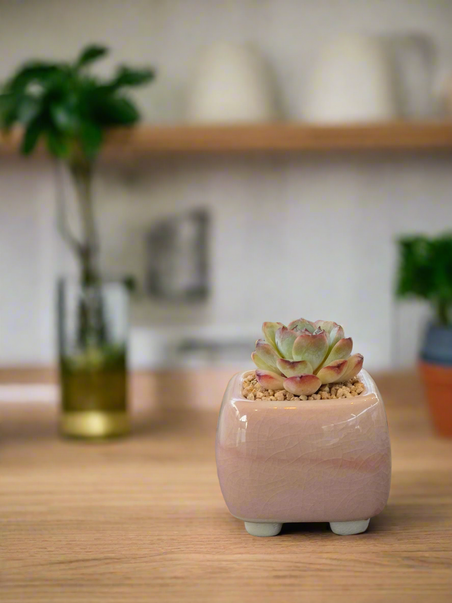 Succulent Serene Square Mini Planter – Echeveria 'Fortitude'