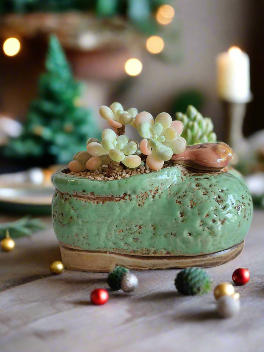 Succulent Mary Jane Charm Green – Graptopetalum mendoza - SlowBloomGreens