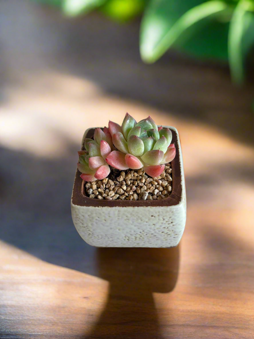 Succulent Ceramic Square Flowerpot White – Echeveria Suryeon - SlowBloomGreens