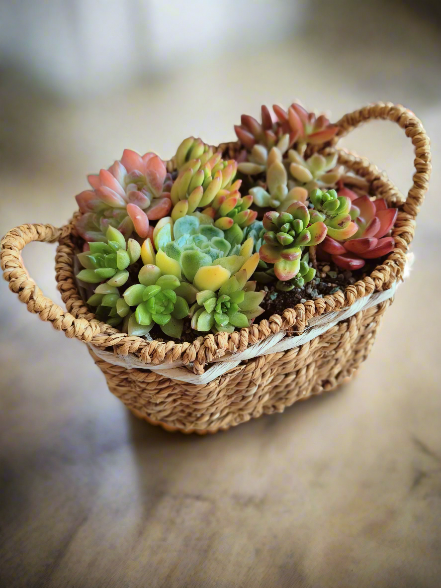 Succulent Basket Bliss ( Customised) - SlowBloomGreens