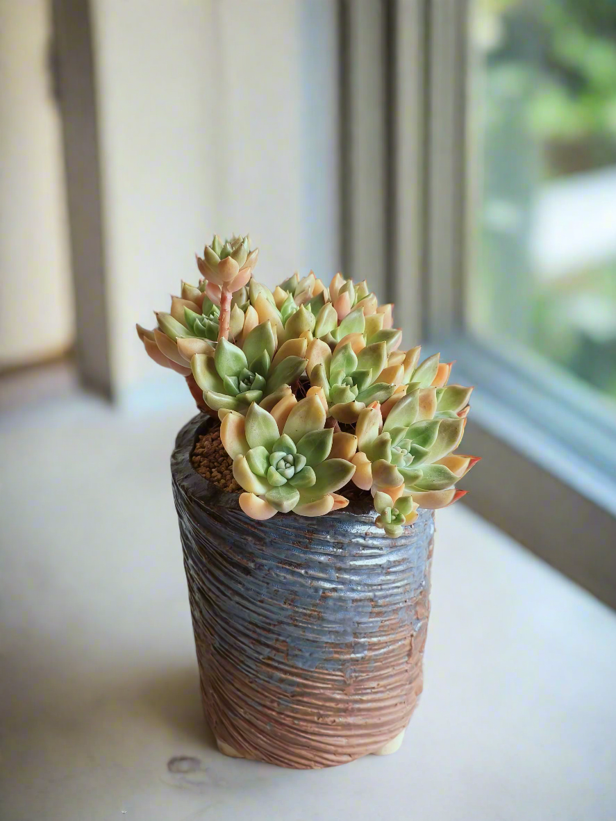 Succulent Rustic Floral Embossed Pot – Graptopetalum 'Bronze' - SlowBloomGreens