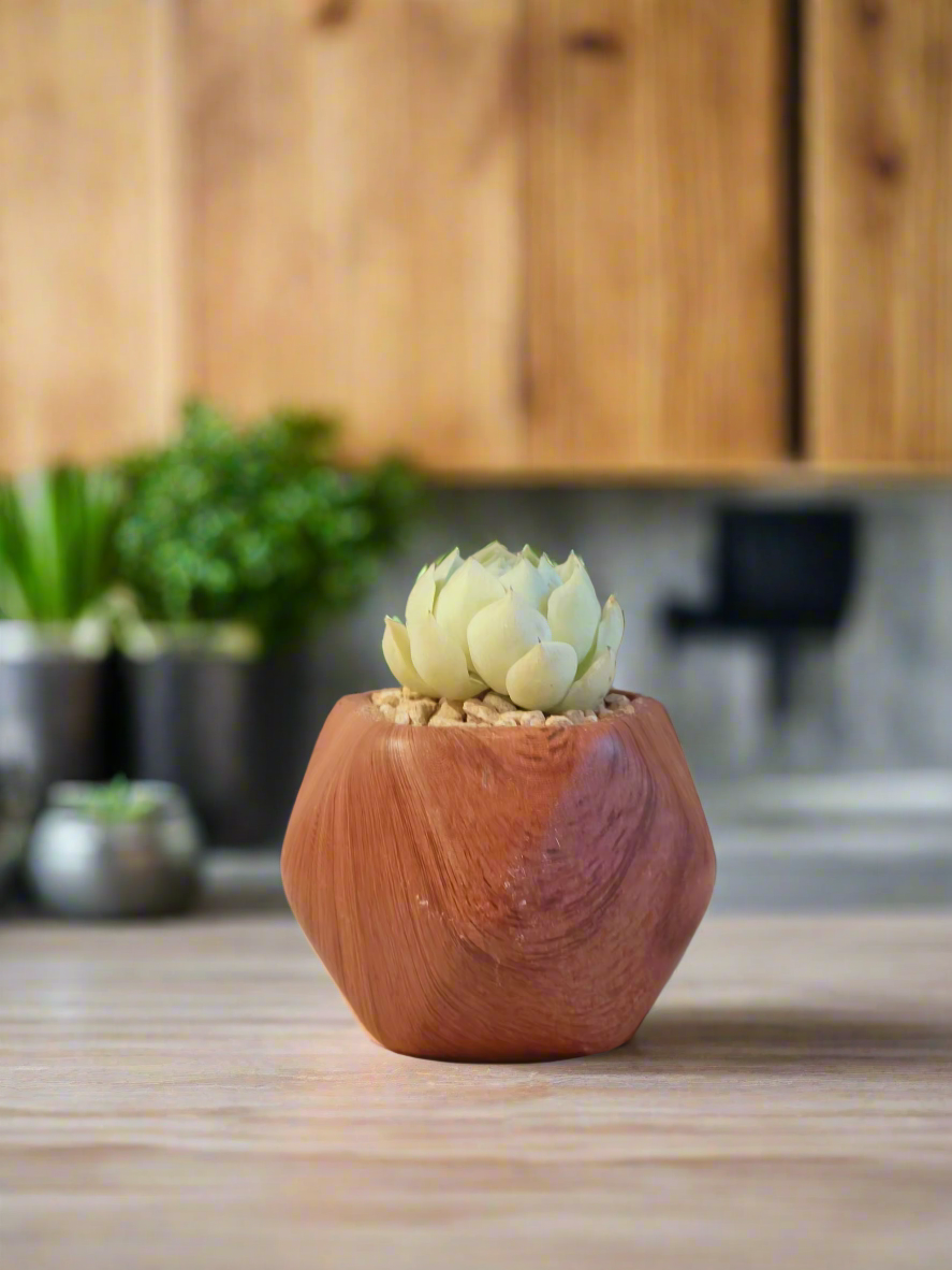 Succulent Mini Octagon 'Wood' – Echeveria Elegans 'Raspberry Ice' - SlowBloomGreens