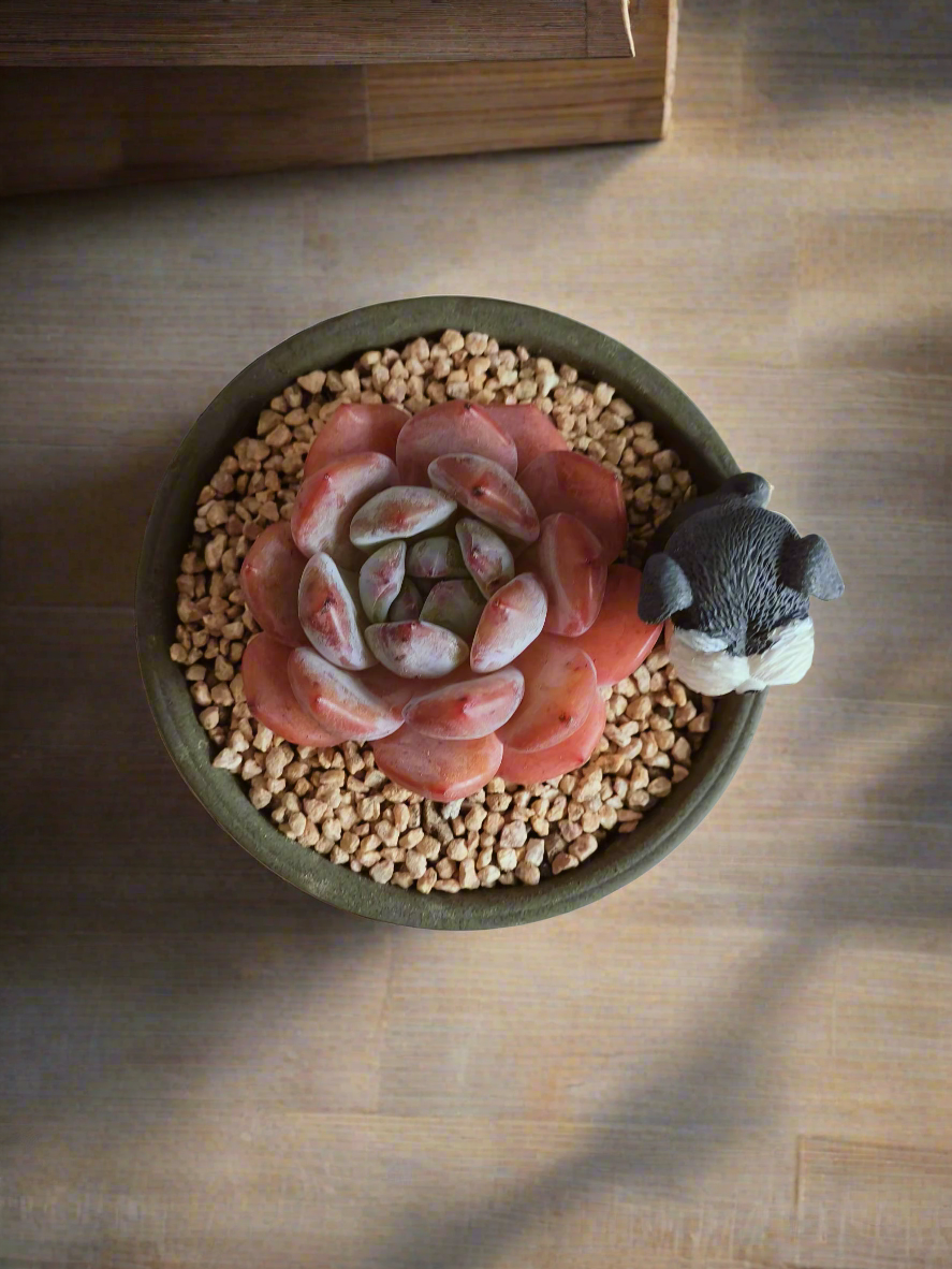 Succulent Schnauzer Pot - Echeveria Orange Monroe - SlowBloomGreens