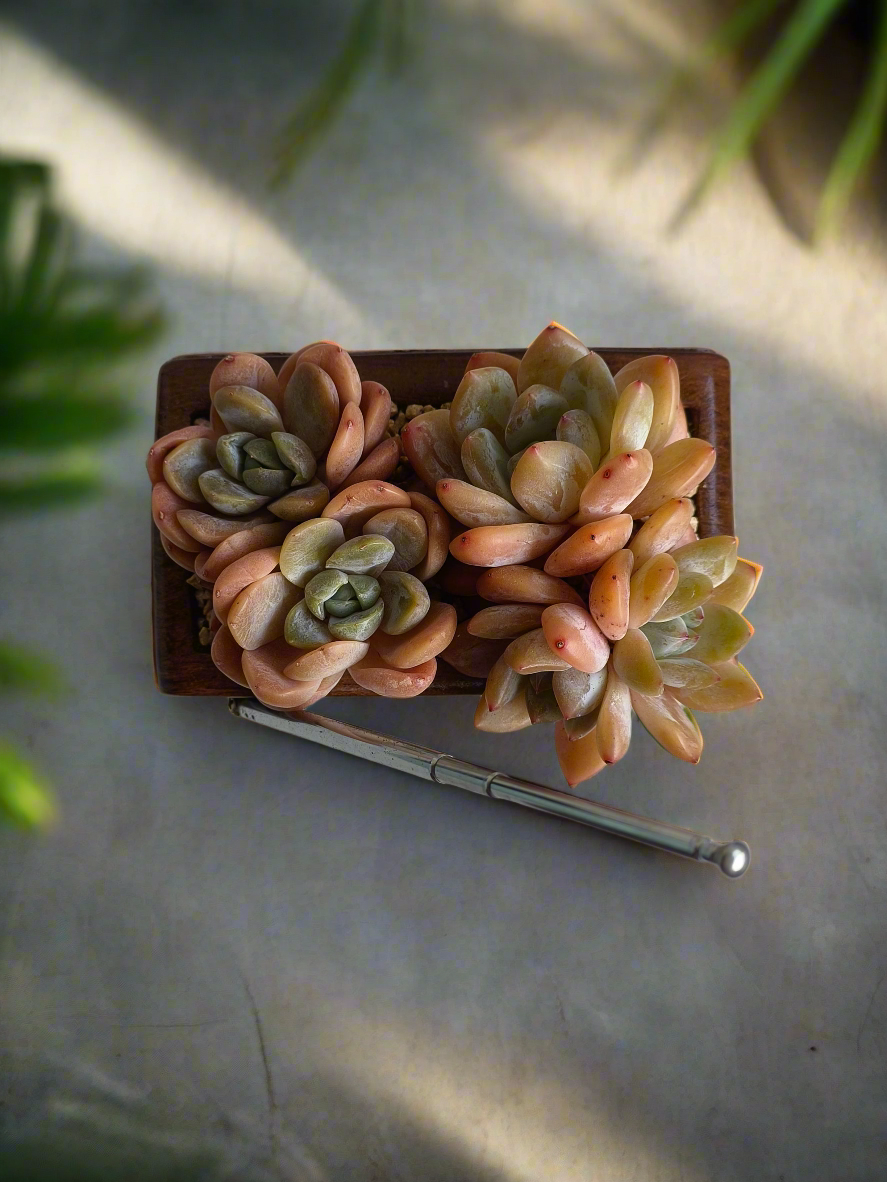 Succulent Retro Radio Planter – Echeveria 'Pink Ariel Crest' & Echeveria Hybrid