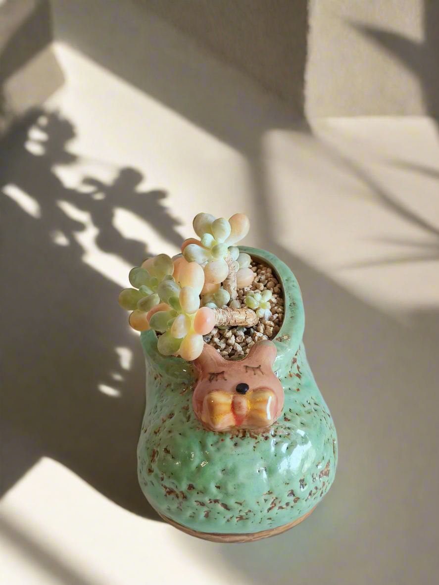 Succulent Mary Jane Charm Green – Graptopetalum mendoza - SlowBloomGreens