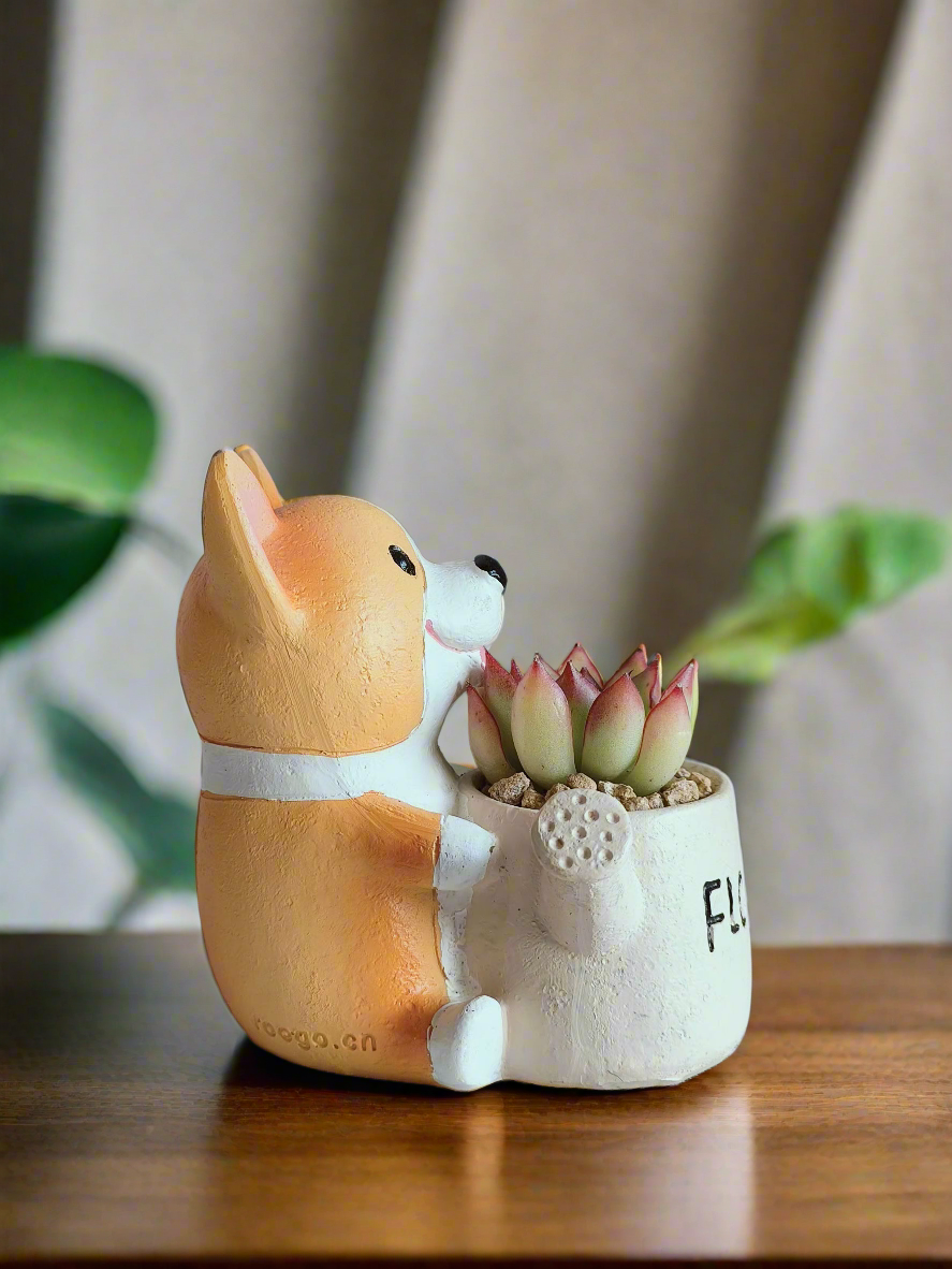 Succulent Charming Corgi - Echeveria Pulidonis - SlowBloomGreens