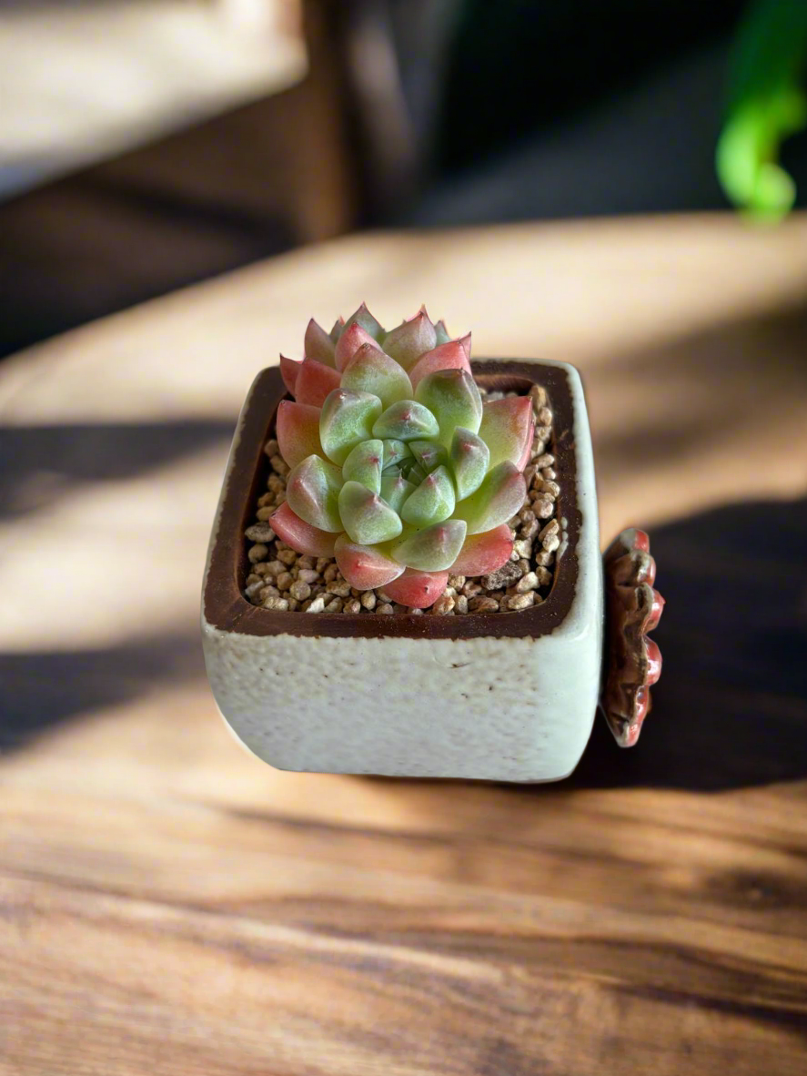 Succulent Ceramic Square Flowerpot White – Echeveria Suryeon - SlowBloomGreens