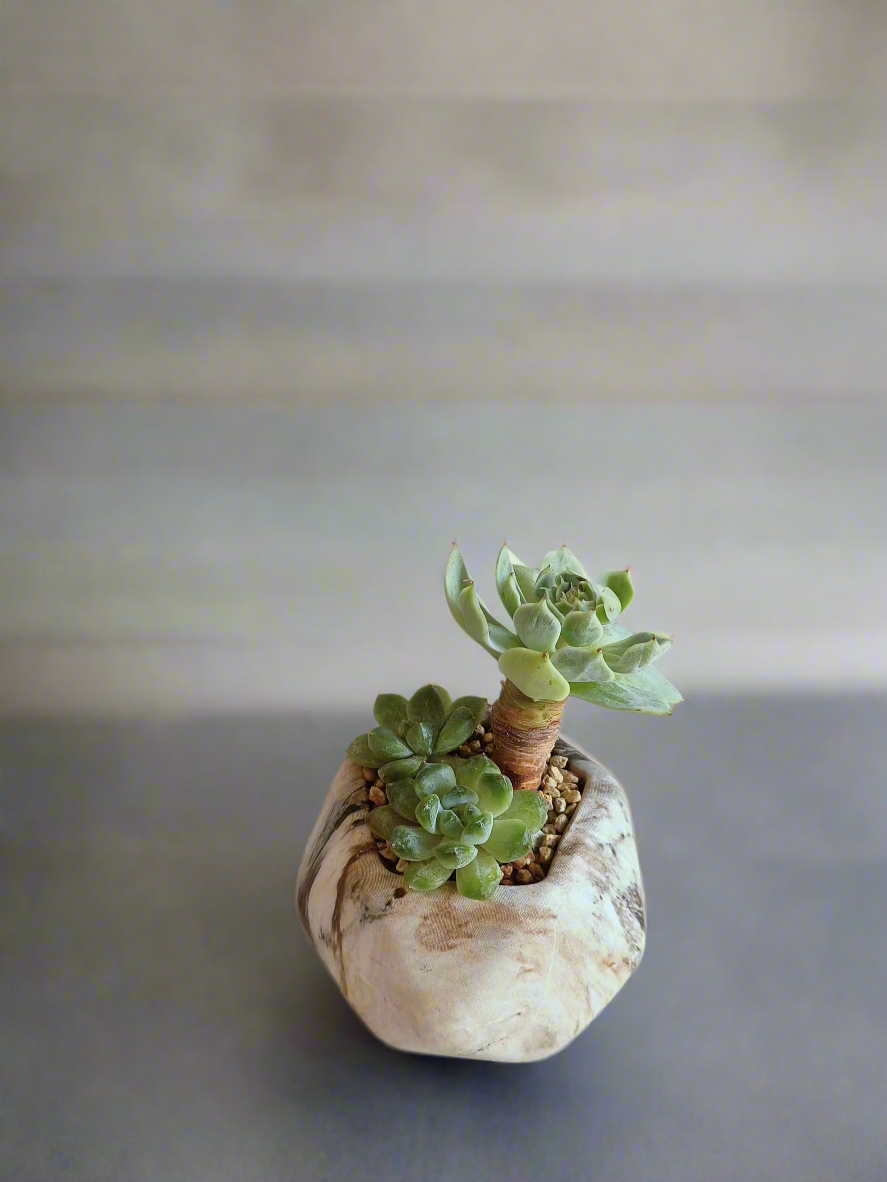 Succulent Mini Octagon Brown - Echeveria - SlowBloomGreens