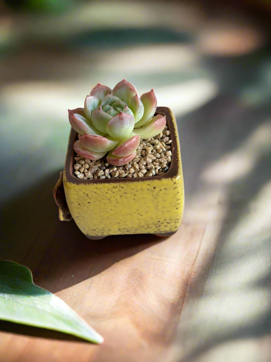 Succulent Ceramic Square Flowerpot Yellow – Echeveria Suryeon - SlowBloomGreens