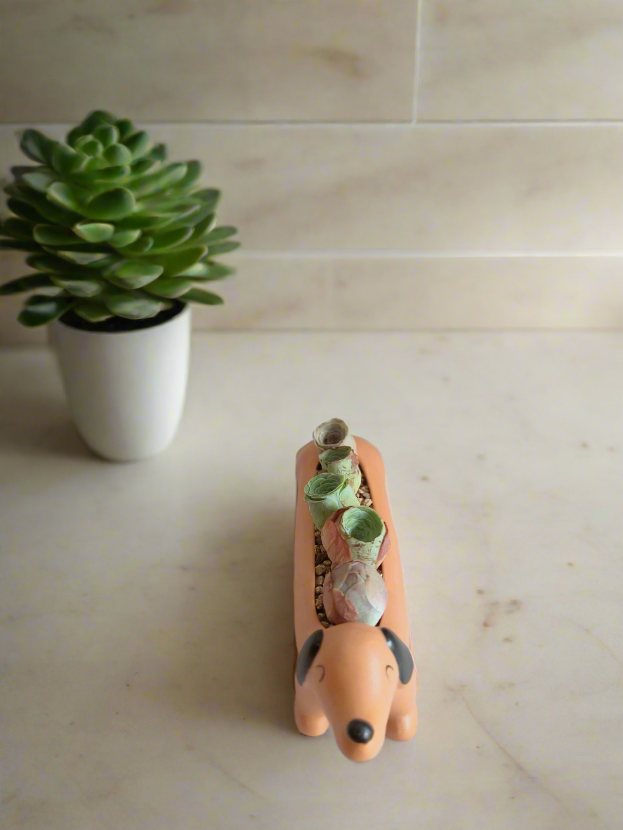 Succulent Daunchund - 5 Mountain Roses 'Greenovia' (Lilac & Green) - SlowBloomGreens