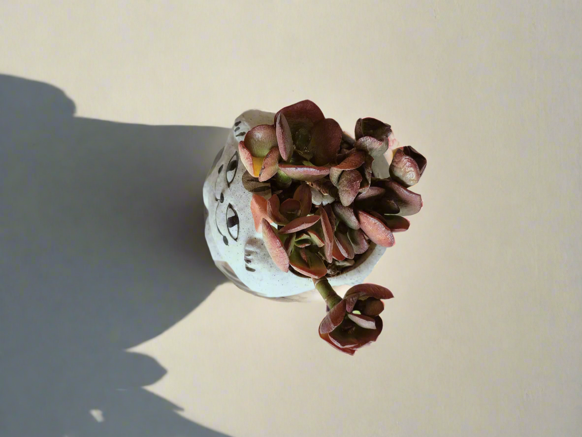 Succulent Hippy Cat Pot - Echeveria - SlowBloomGreens