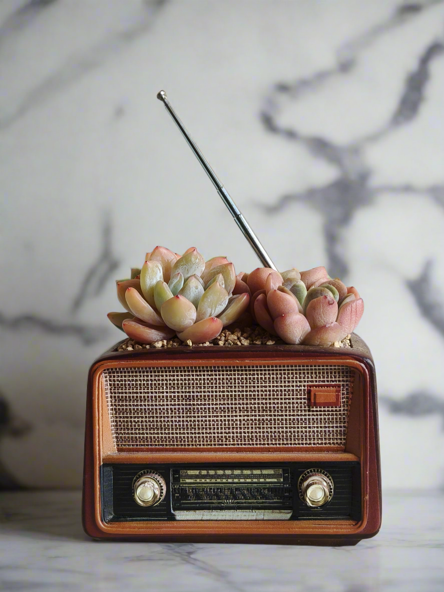 Succulent Retro Radio Planter – Echeveria 'Pink Ariel Crest' & Echeveria Hybrid