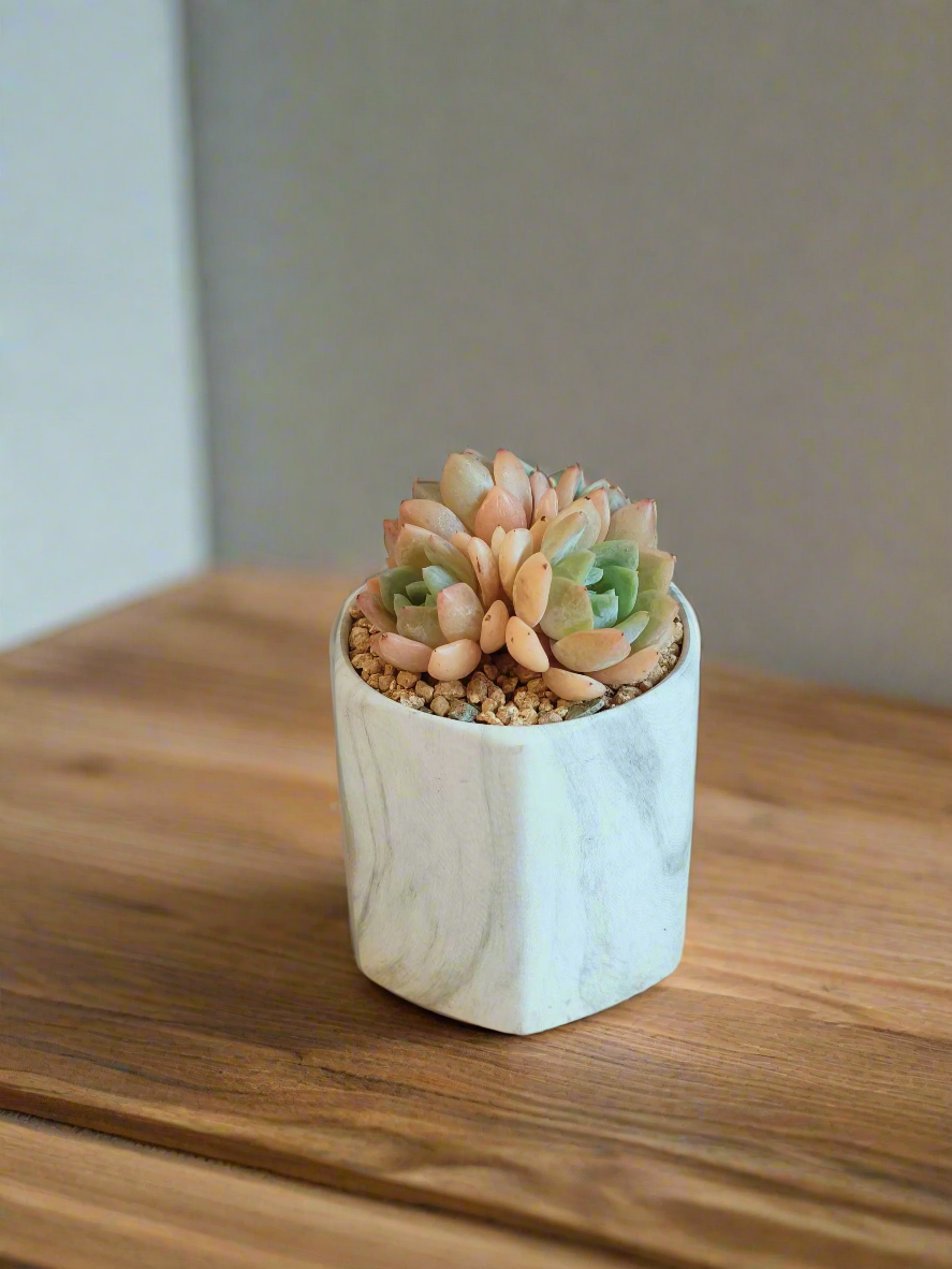 Succulent Radiant Octagon Green – Echevaria Suryeon - SlowBloomGreens