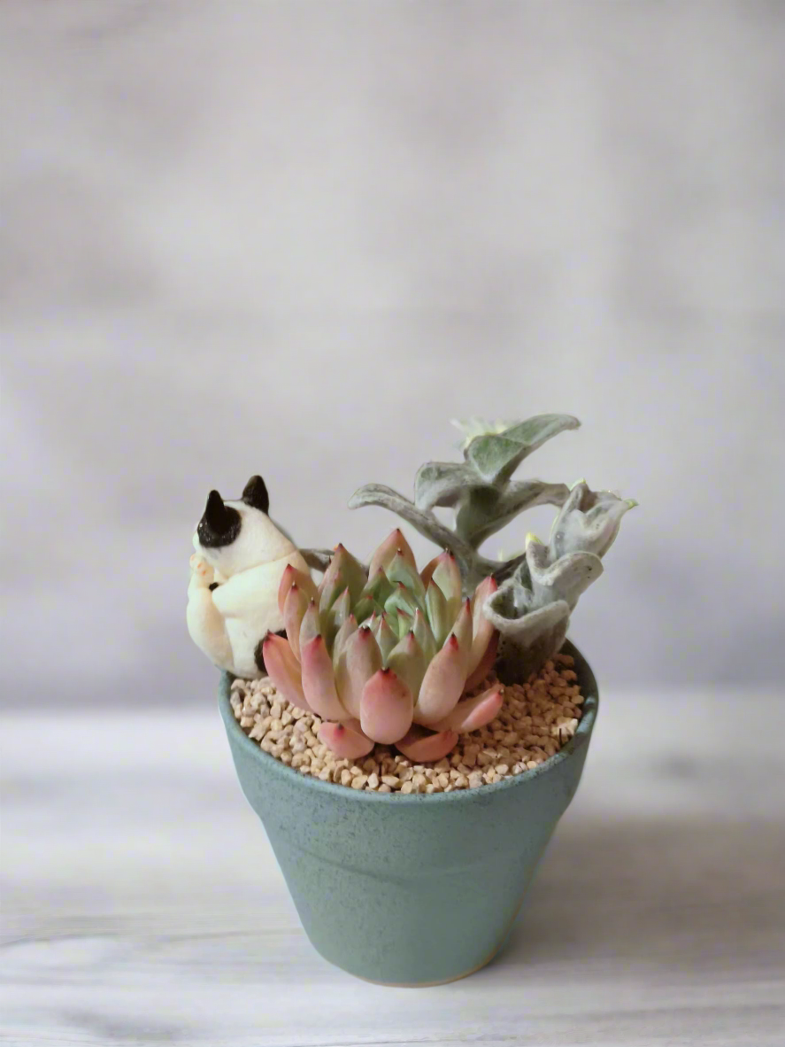 Succulent Speckled Terracotta Blue Yoga Bulldog - Echeveria White Mexican Rose & White Velvet - SlowBloomGreens
