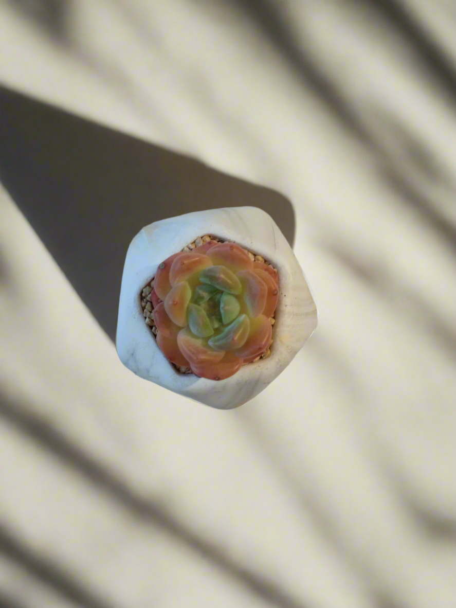 Succulent Mini Octagon Gold - Echeveria Suryeon - SlowBloomGreens