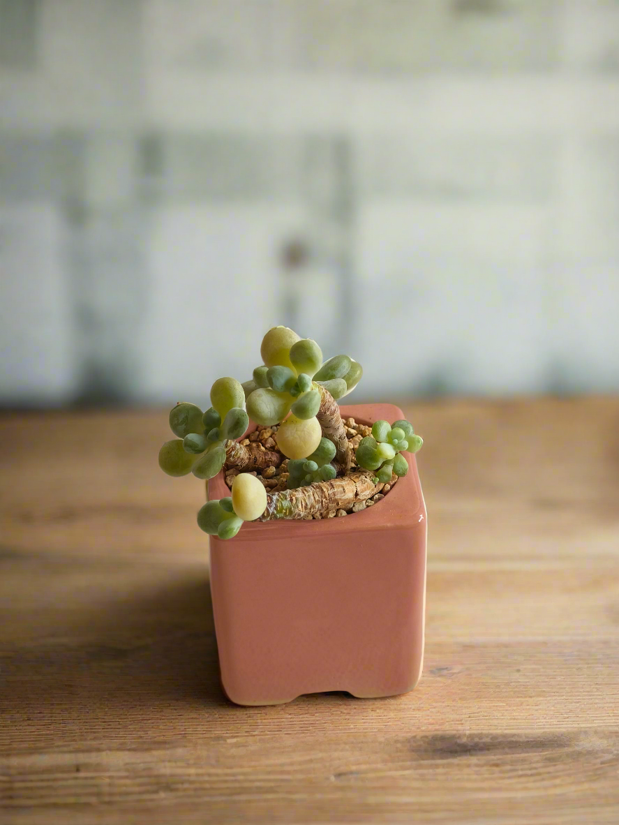 Succulent Floral Charm Pink – Tiscalatengo Gorge Sedum - SlowBloomGreens