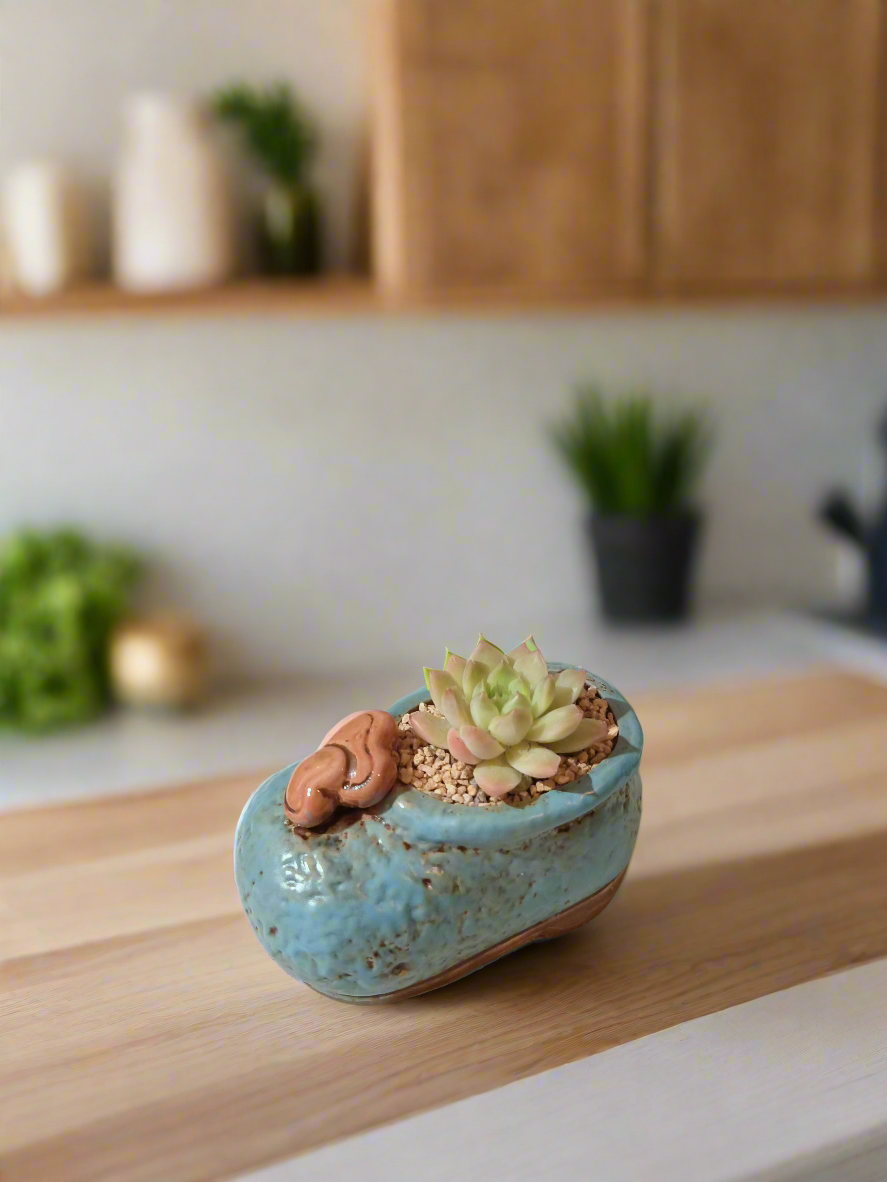 Succulent Mary Jane Charm Blue – Echevaria Elegans - SlowBloomGreens