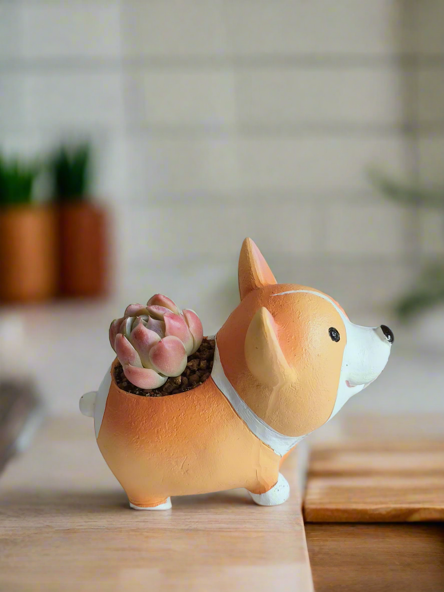 Succulent Charming Corgi - Echeveria Mexican Snowball - SlowBloomGreens