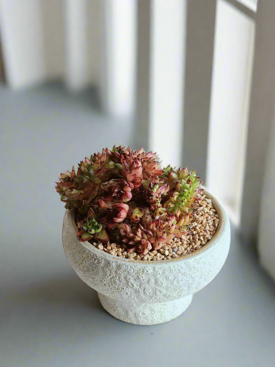 Succulent Moonlit Bloom Pot – Soft White with Echeveria Agavoides Cristata - SlowBloomGreens