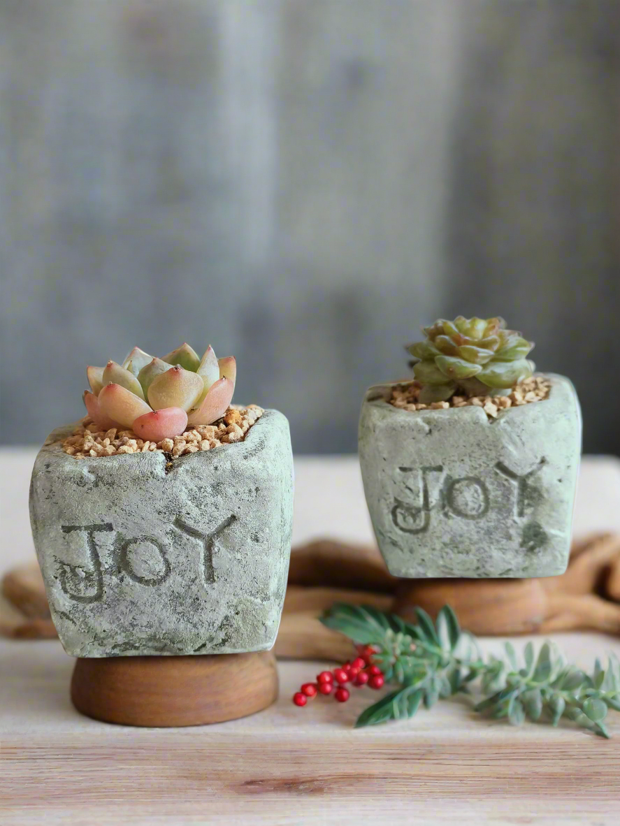 Succulent Simply Joy – Gift Favors heart-shaped planter adds a rustic yet festive touch to holiday celebrations or parties.