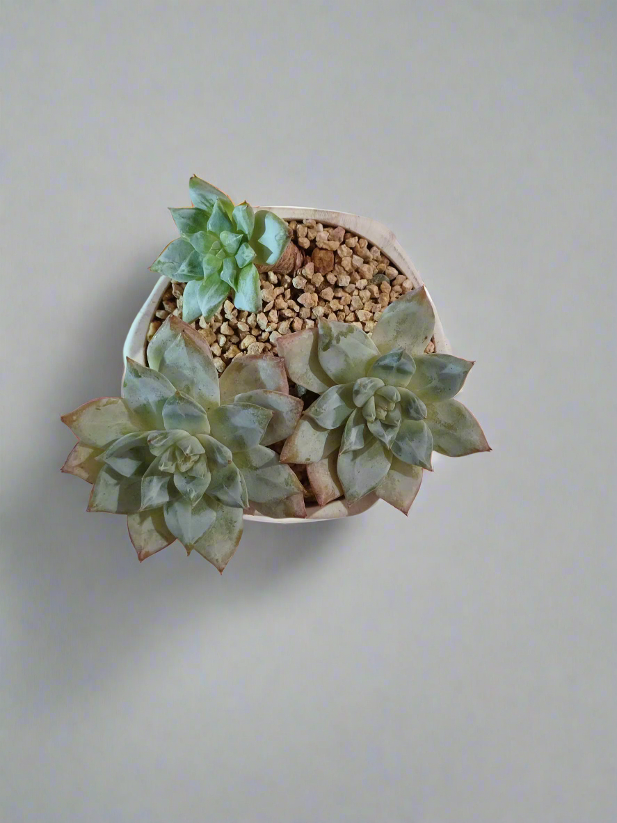 Succulent Radiant Octagon Brown – Echeveria BlueBird - SlowBloomGreens