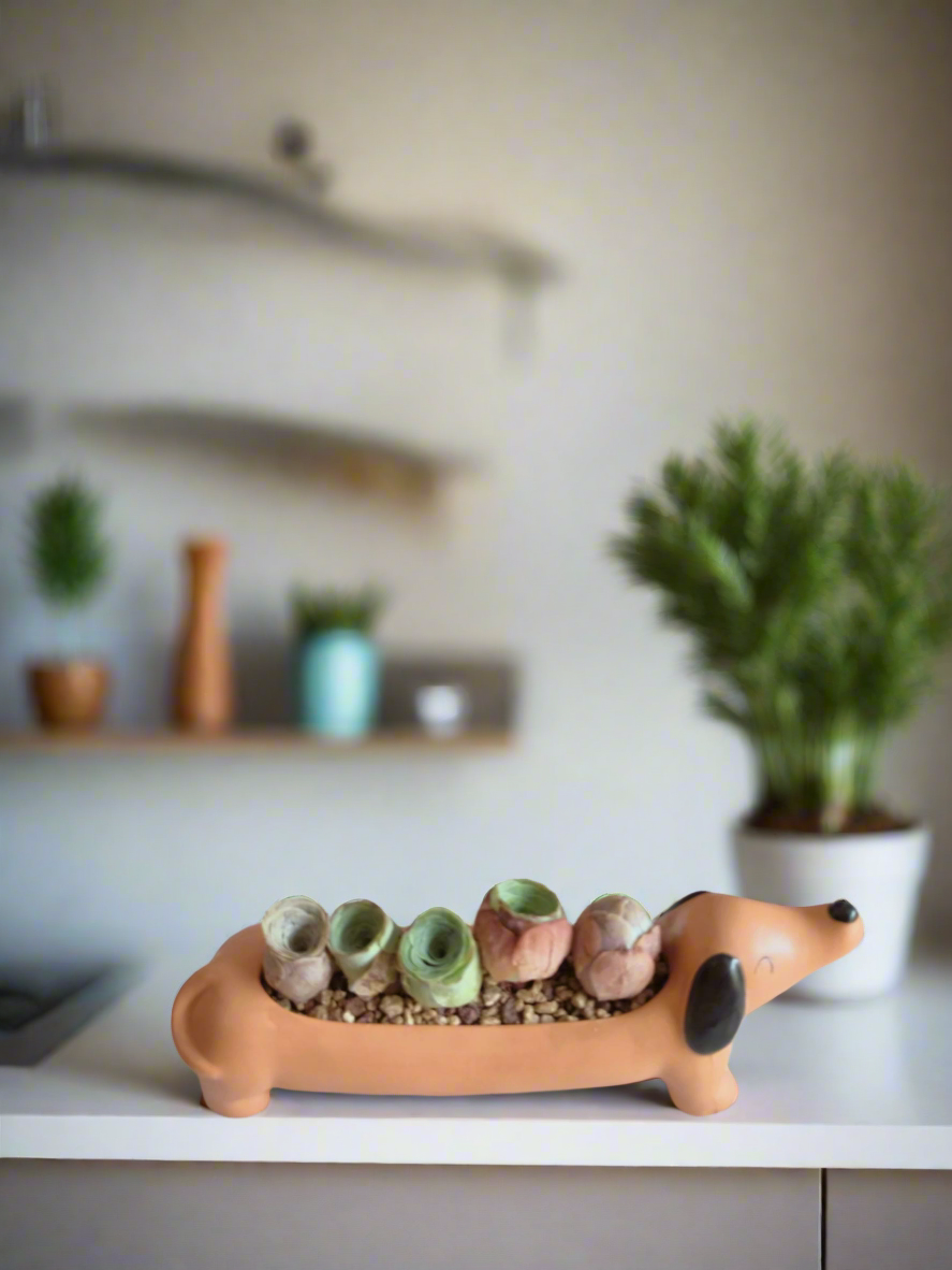 Succulent Daunchund - 5 Mountain Roses 'Greenovia' (Lilac & Green) - SlowBloomGreens