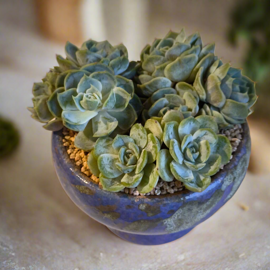 Succulent Moonlit Bloom Pot β Periwinkle Blue with Echeveria 'Blue Surprise'