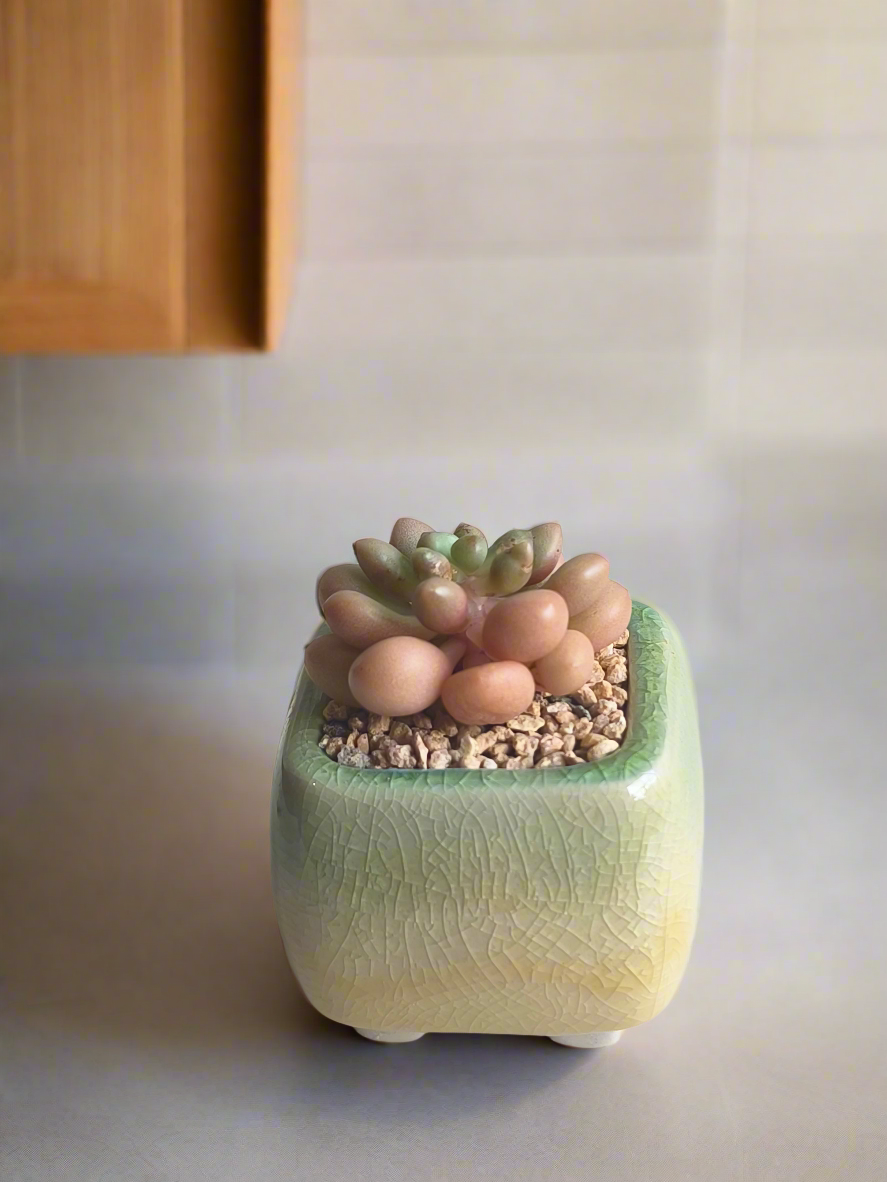 Succulent Mini Serene Square – Graptopetalum 'Mirinae'