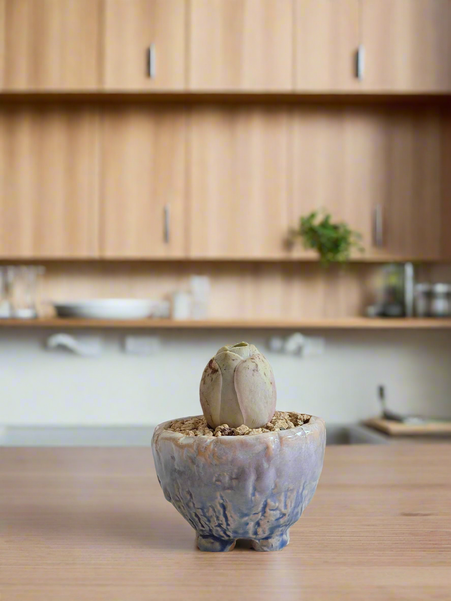 Succulent Lilac Ombre Rustic Planter – Egg Mountain Rose - SlowBloomGreens