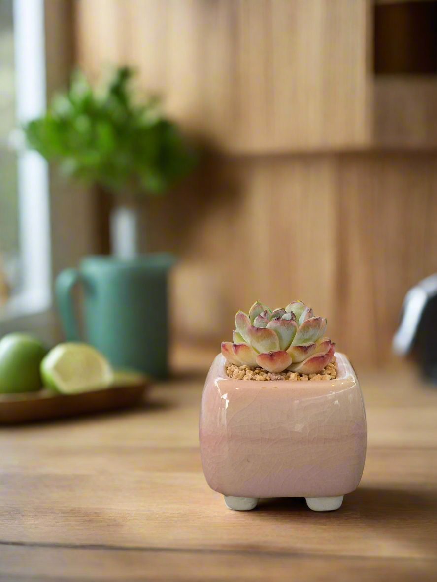 Succulent Serene Square Mini Planter – Echeveria 'Fortitude'