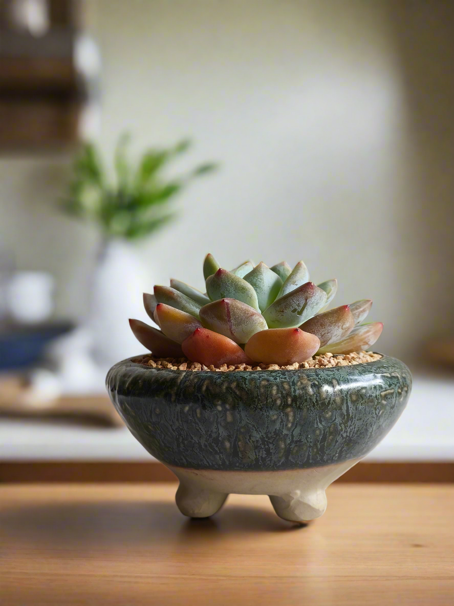 Succulent Rustica Ceramic Pot – Echevaria Orange Monroe - SlowBloomGreens