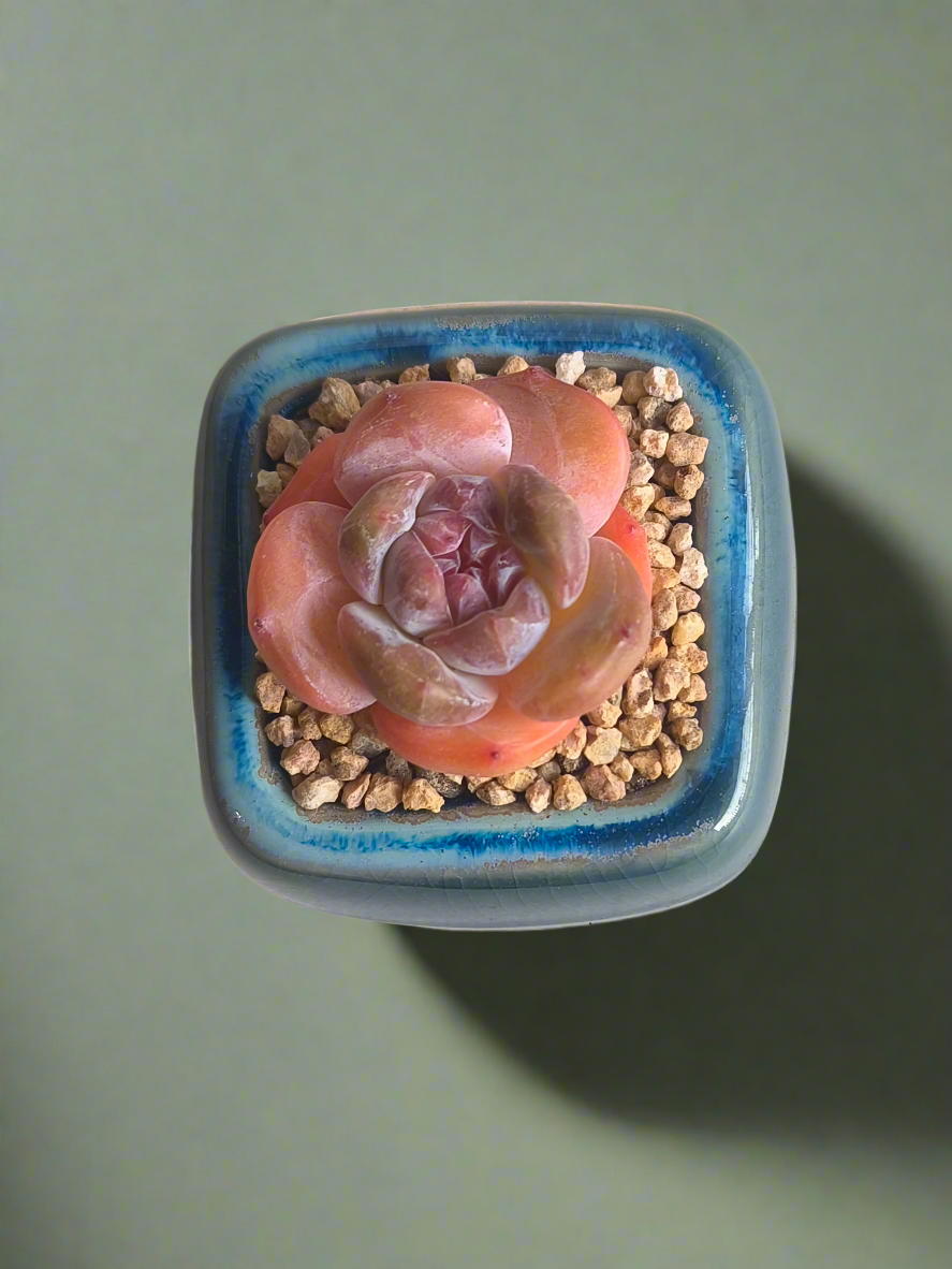 Succulent Serene Square Mini Planter – Echeveria 'Cosette'