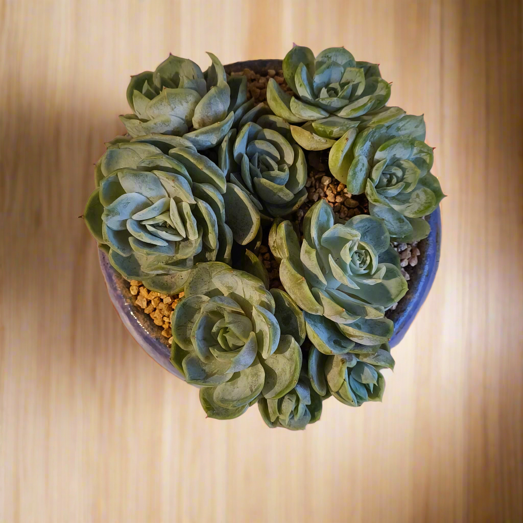 Succulent Moonlit Bloom Pot β Periwinkle Blue with Echeveria 'Blue Surprise'