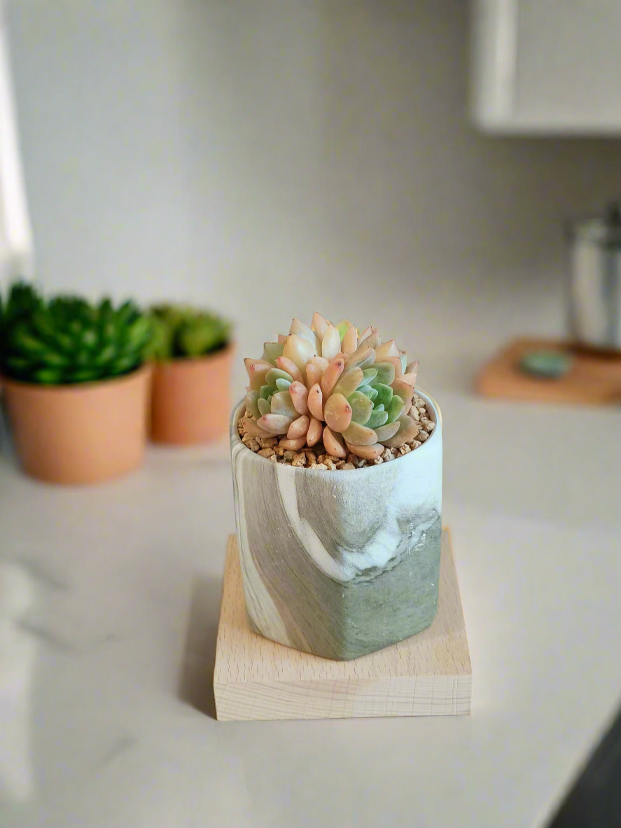 Succulent Radiant Octagon Green – Echevaria Suryeon - SlowBloomGreens