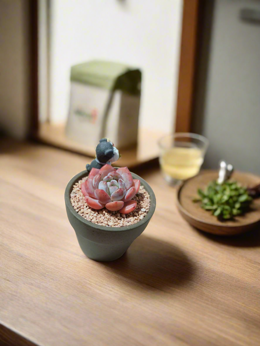 Succulent Schnauzer Pot - Echeveria Orange Monroe - SlowBloomGreens