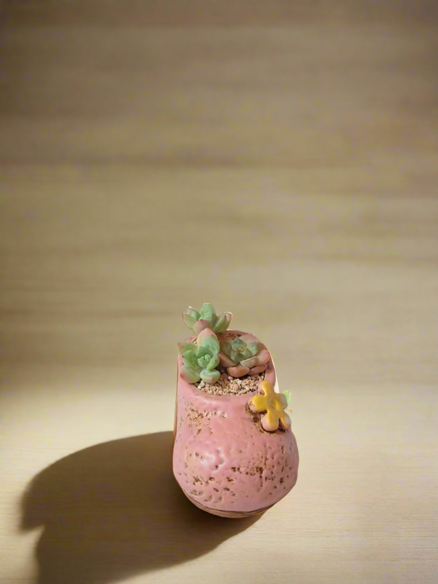 Succulent Mary Jane Charm Pastel Pink – Pachyphytum Cream Beauty - SlowBloomGreens