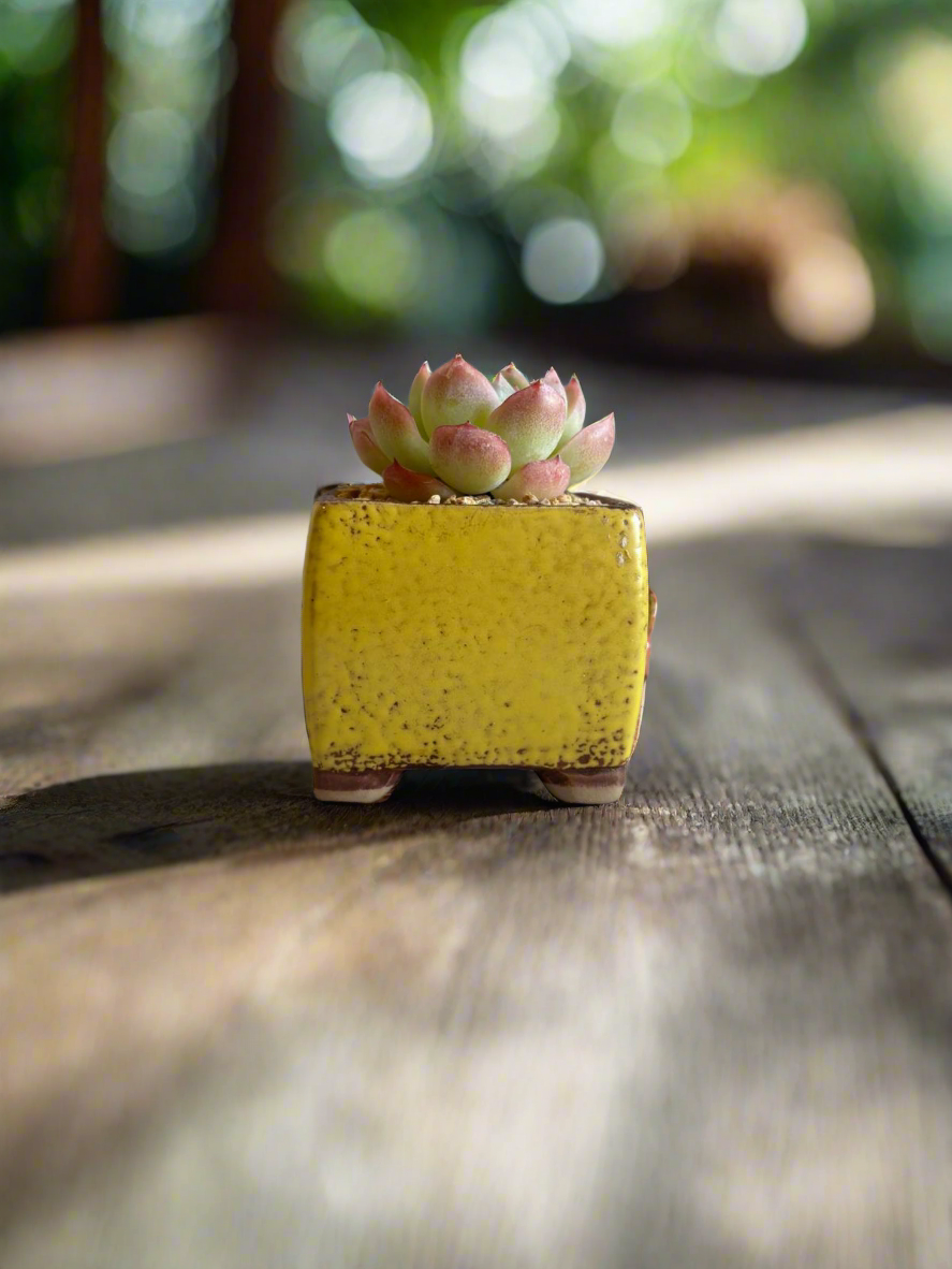 Succulent Ceramic Square Flowerpot Yellow – Echeveria Suryeon - SlowBloomGreens