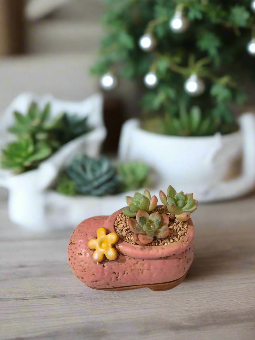 Succulent Mary Jane Charm Pastel Pink – Pachyphytum Cream Beauty - SlowBloomGreens